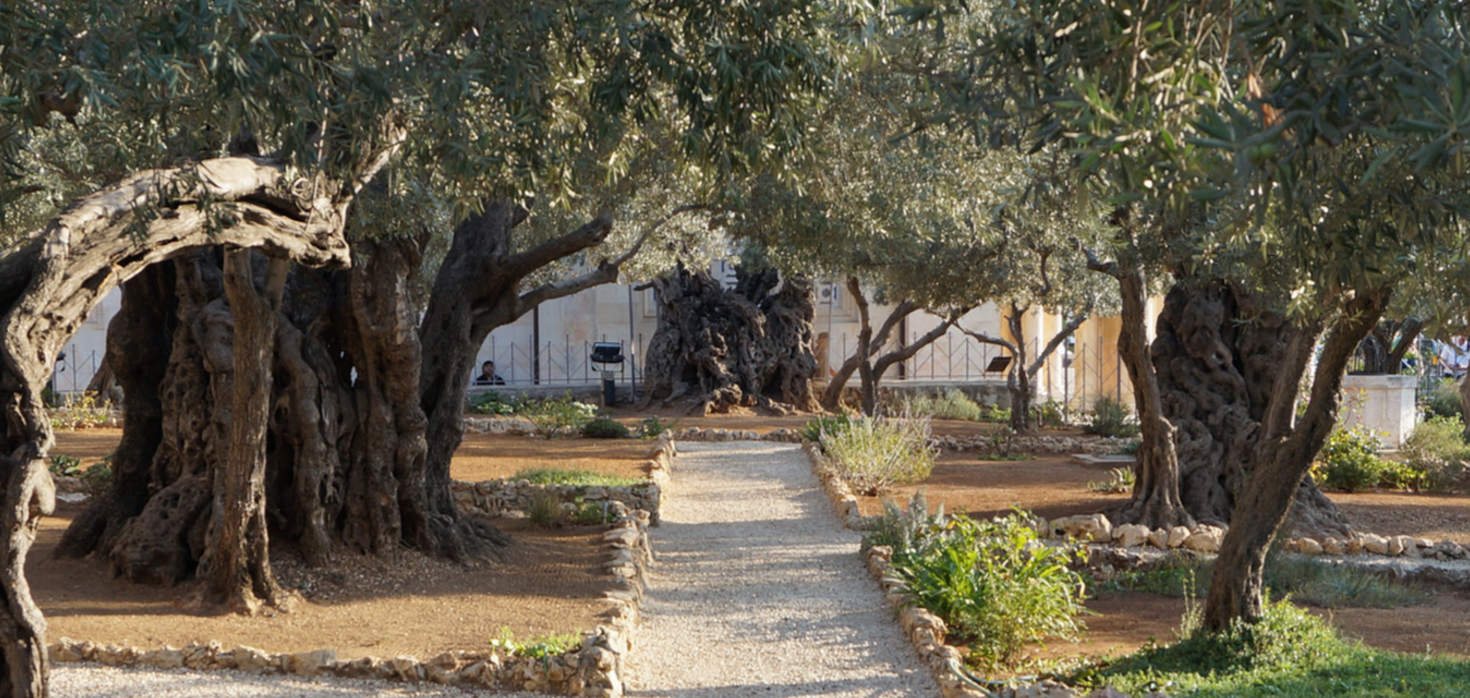 Гефсиманский сад - Блог про Израиль