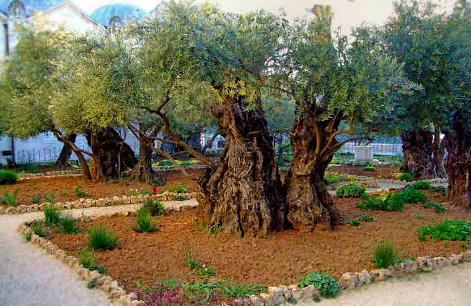 Деревья у которых молился Иисус - Блог про Израиль